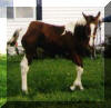 PtTobianoFilly.jpg (19701 bytes)